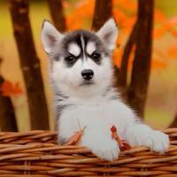 一口丶阿萨姆头像