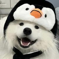 碧欧聊汽车头像
