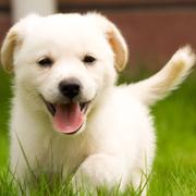 啵啵虎的个人资料头像