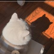 Cosset的个人资料头像