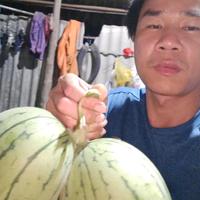 棚欲静风不止头像