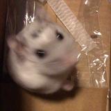 猫仙男头像