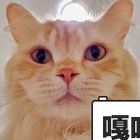相信爱情与否头像