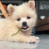 Frontlander丶头像