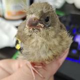 猫猫小熊猫头像