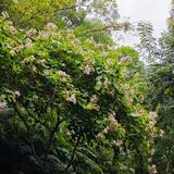 爱吃鱼的K头像