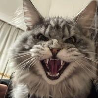 九星好市民头像