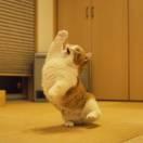 Haaaa的个人资料头像