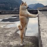 知达摩旅头像