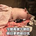 奶茶去冰全糖头像