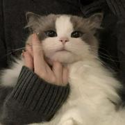 YanaStudio的个人资料头像