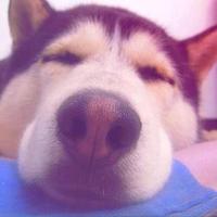 dj黑熊头像