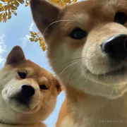 梅江顺的个人资料头像