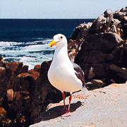 呆鸟TT的个人资料头像