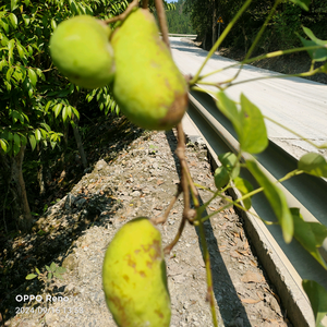 四川谈表哥头像