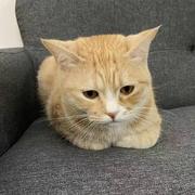 程序员吹白的个人资料头像