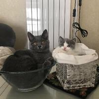 奔赴山海的馒头头像