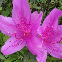 CLQ输什么也不输骨气头像