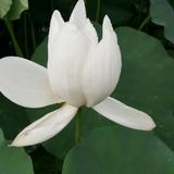 天各一方965头像