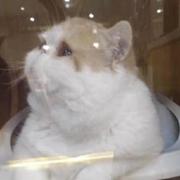 xzdarcy的个人资料头像