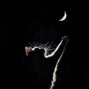 文森特838的个人资料头像