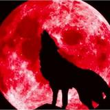 魏☞{云贵川}༺❀ൢ黑夜行走༒孤狼归来头像