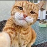 猫小新566头像