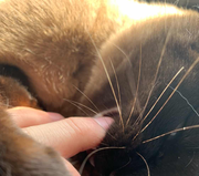 AriSwift的个人资料头像