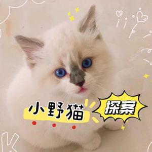 小野猫探案头像