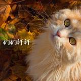 们们轩轩头像