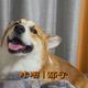 夺命西瓜头像