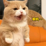 菜丫头呢头像