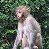 a彭小火头像