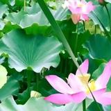 朦胧感697头像