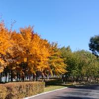 儒雅清风T1D头像