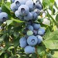 蓝莓农技师头像