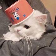 纸醉Thy的个人资料头像