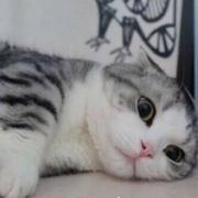 我不理解270的个人资料头像