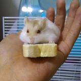 二狗子头像