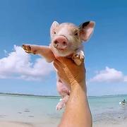 吃猫的鱼417的个人资料头像