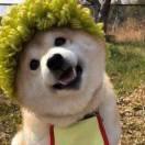 Sisimi的个人资料头像