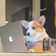 前端小郭的个人资料头像