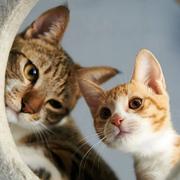 kk733的个人资料头像