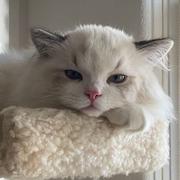 LeoMonkey的个人资料头像