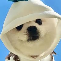 诗意海浪sL头像