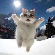 liangyingliu的个人资料头像