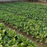 nigaknight的个人资料头像