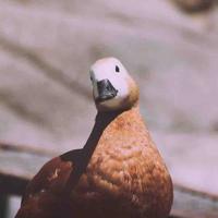 一线微茫憧憬头像