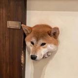 劉夢洋765头像