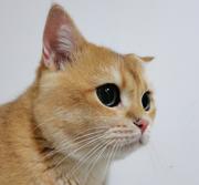 机智的柠檬的个人资料头像